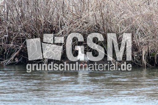 Pekingente (1 von 3).jpg